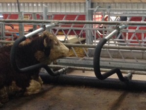 Cow on Rubicle Cow on Rubicle