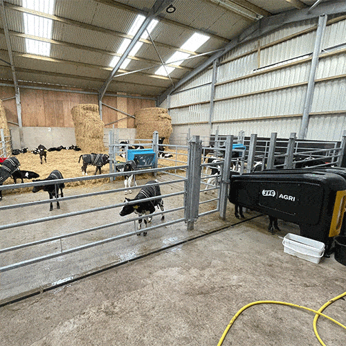 Calf Group Penning