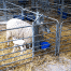 Lamb adoption gate