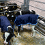 Calf Jackets