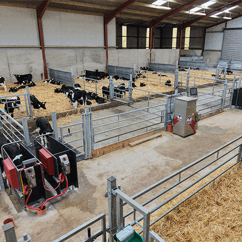 Urban Automatic Calf Feeding System