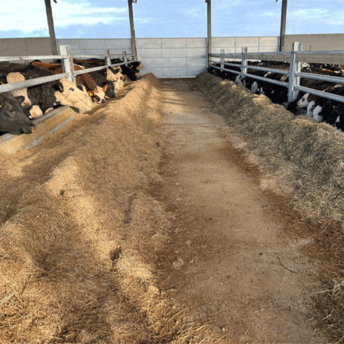 Calf To Beef Feed Barriers